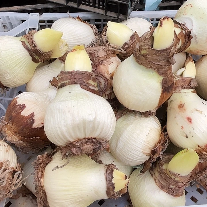 直播间那框樱花之恋真残次一颗