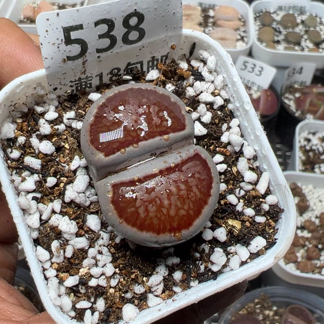 【闪购商品】瓜* 538。