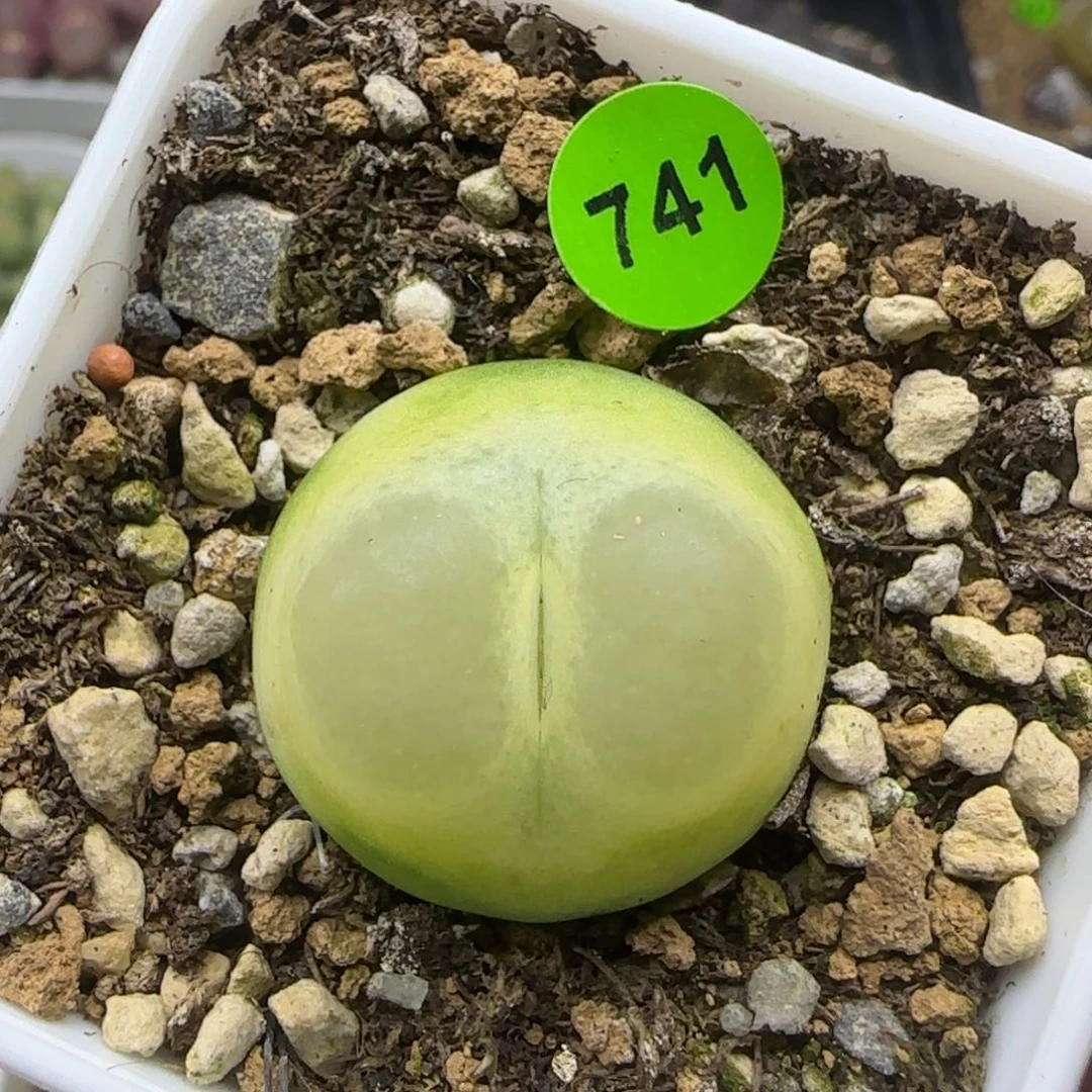 拉登2.3+多肉植物741