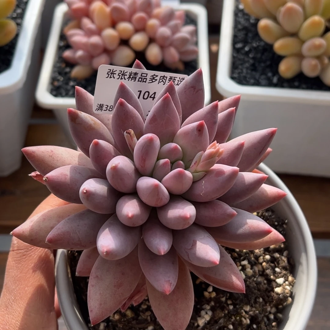 张张精品多肉甄选104