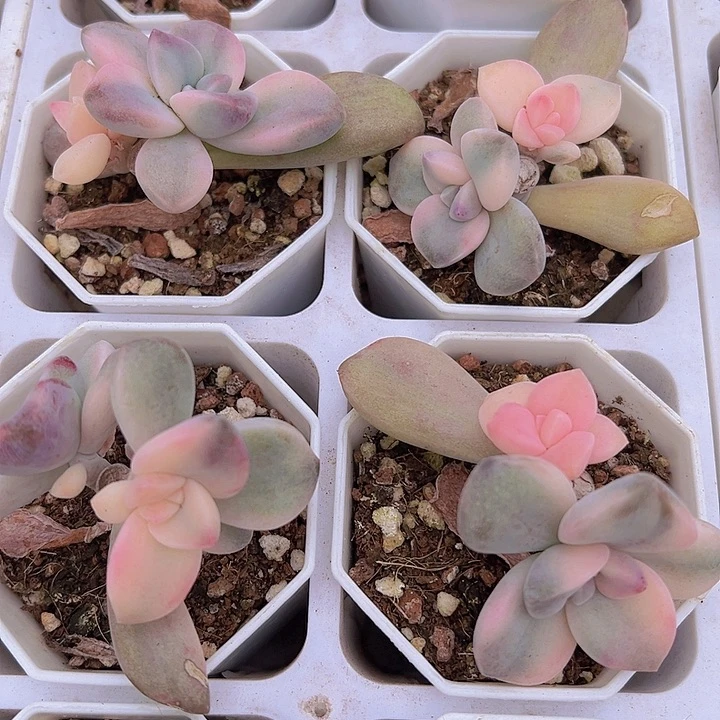 双头紫乐锦19包邮