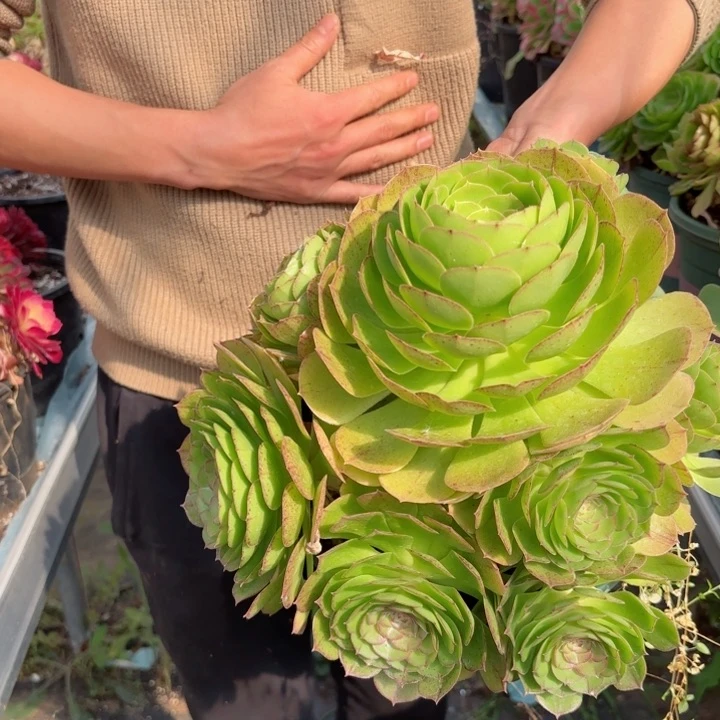 粉冠园艺万圣节量拍一颗