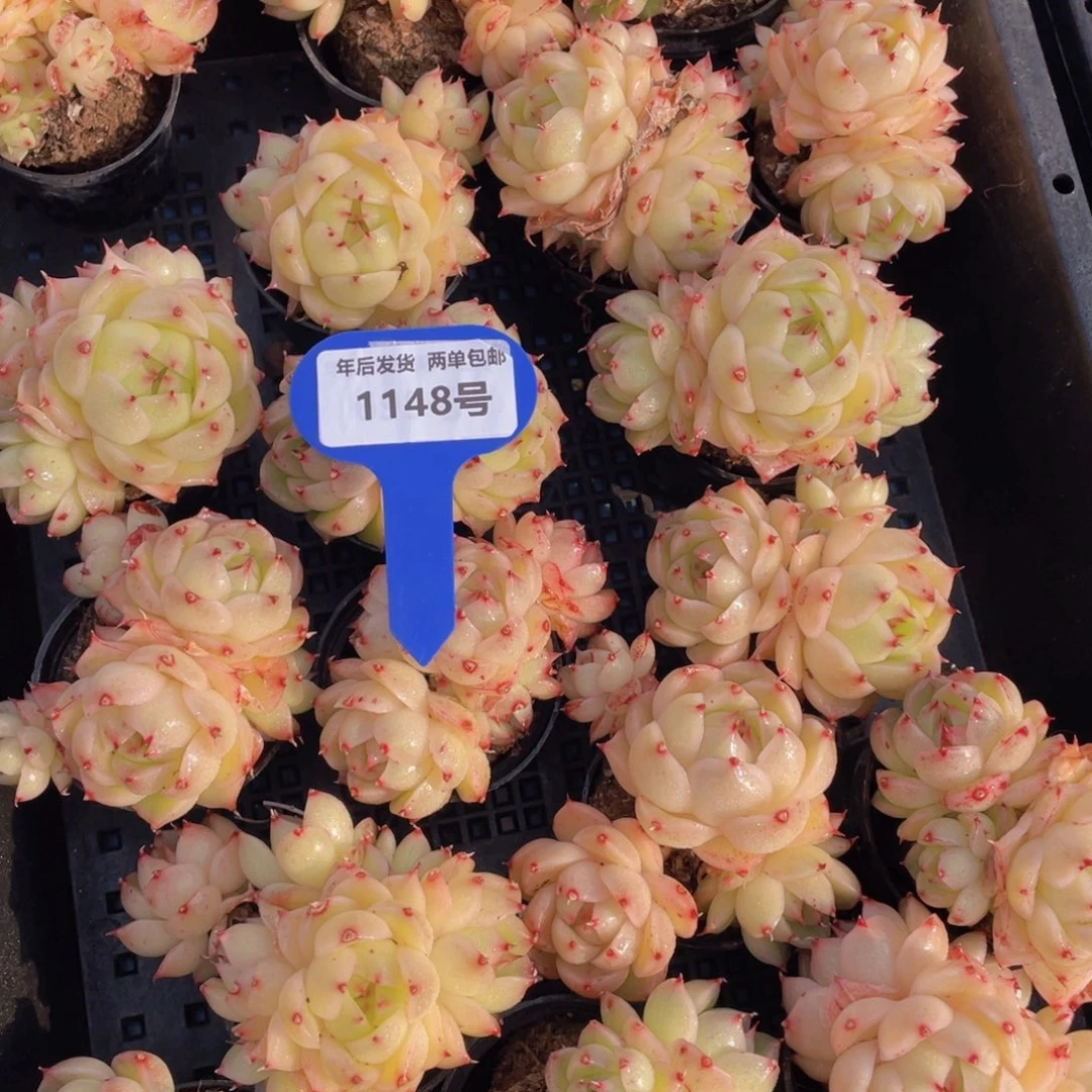 1148号奶油凤凰火麦秆群生一个