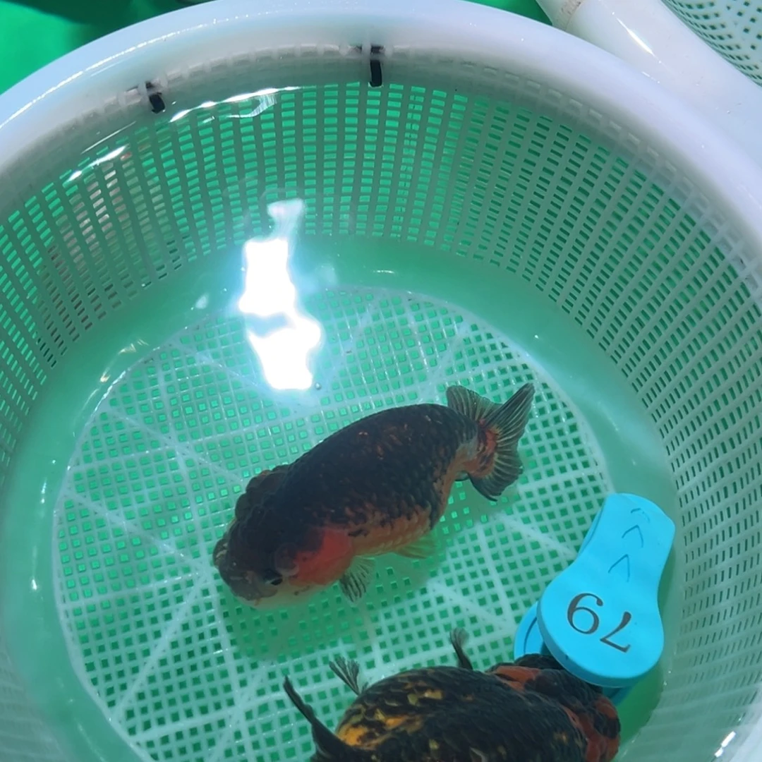 *****金鱼潘氏兰寿商品系列