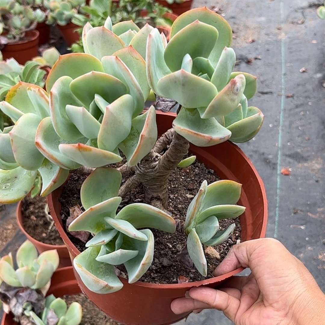 【闪购商品】无花朵何****车