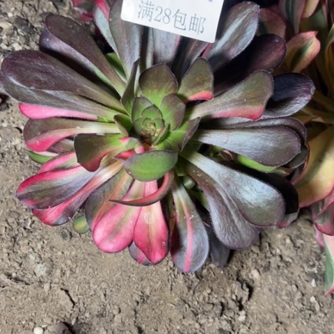 花蝴蝶多肉多肉5991