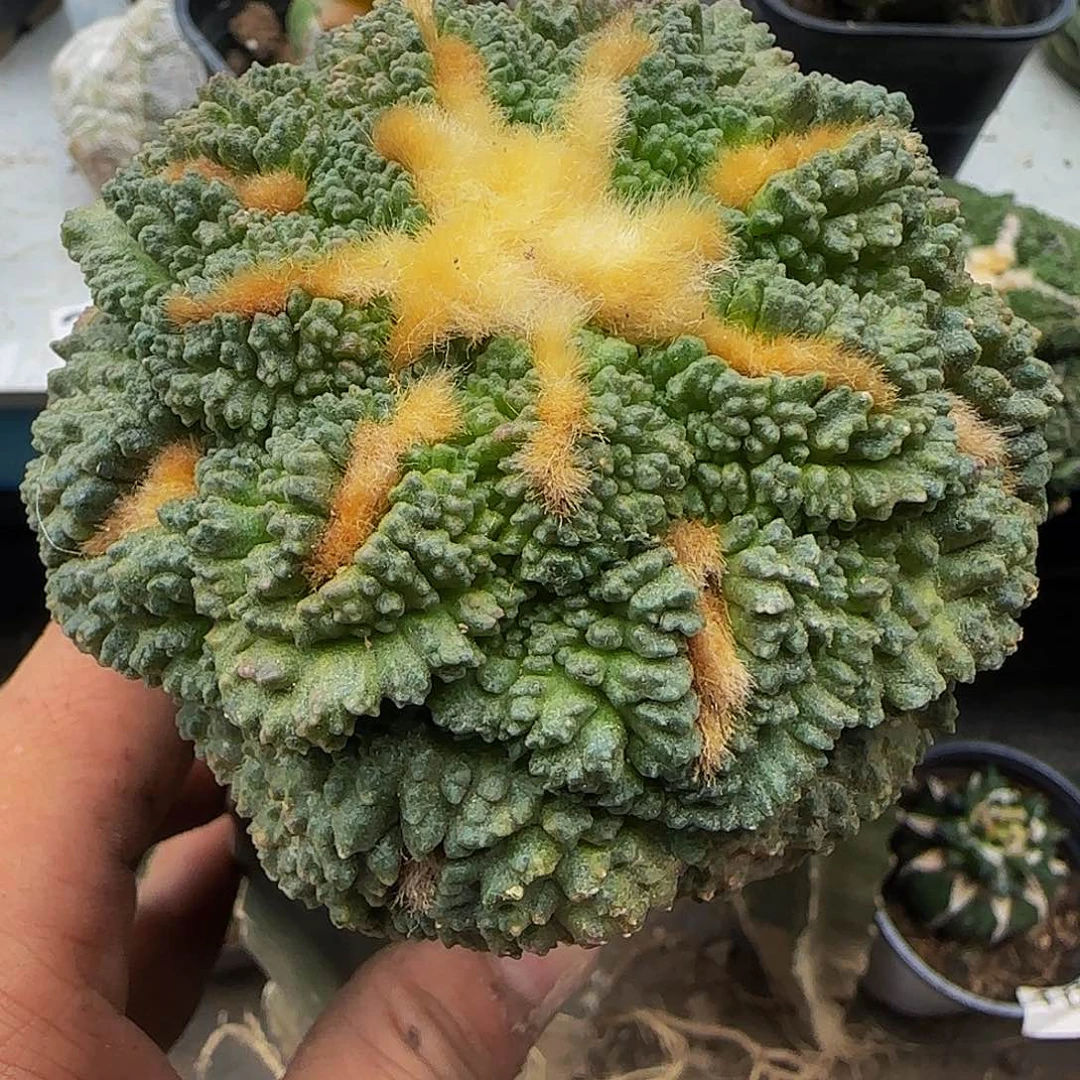 割尤龟甲012仙人球开花