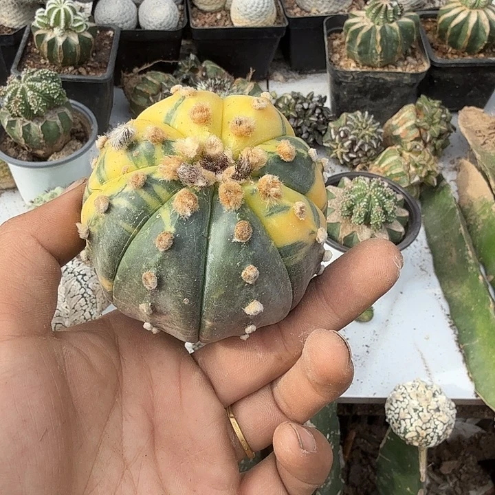 N***O兜锦仙人球开花嫁接无根