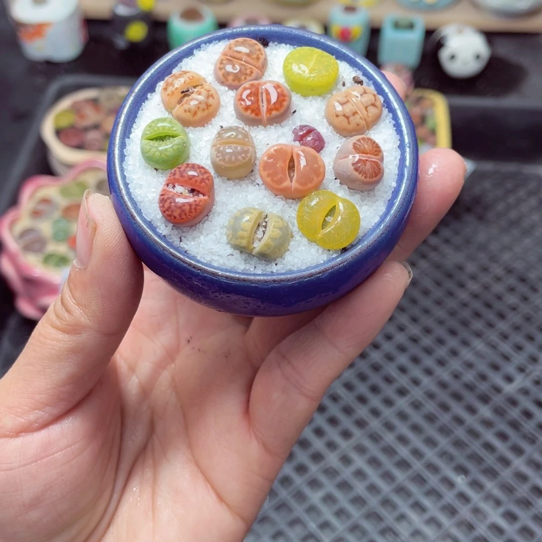 w3281 带盆土发货-零下地区拍保温箱