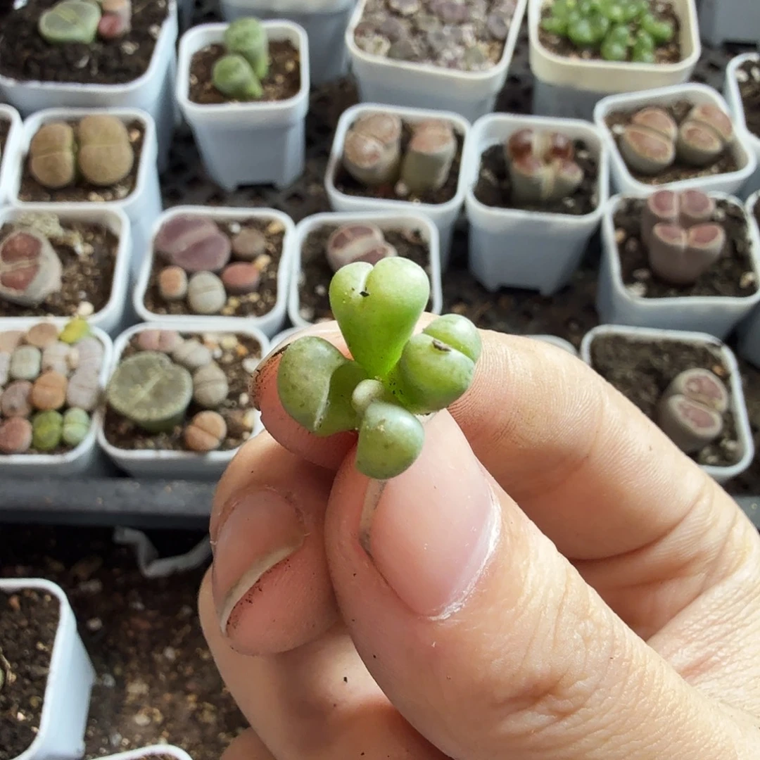 欣***爷多肉植物和植物的生长发育570