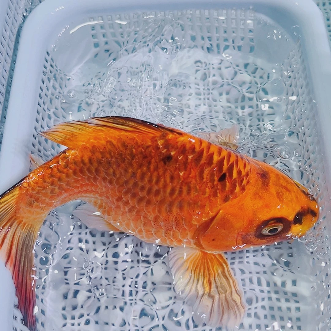 锦鲤锦鲤冷水鱼124