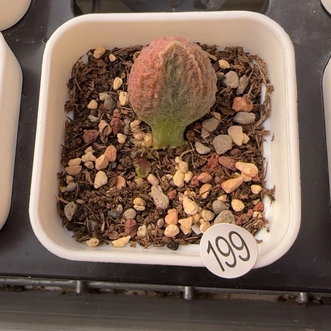 北***猫实生水泡多肉植物199
