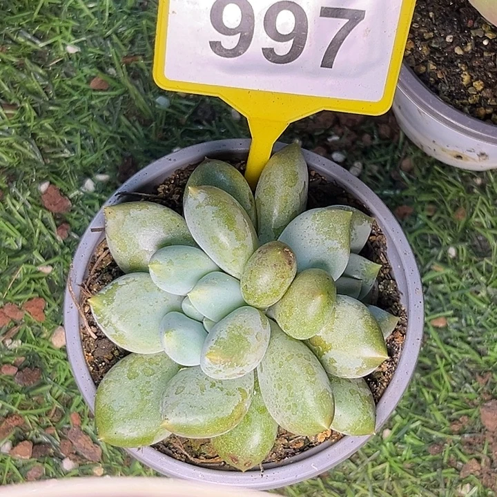 哥特一物一拍997.