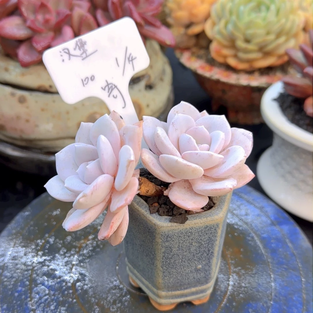 汉堡哥哥多肉植物