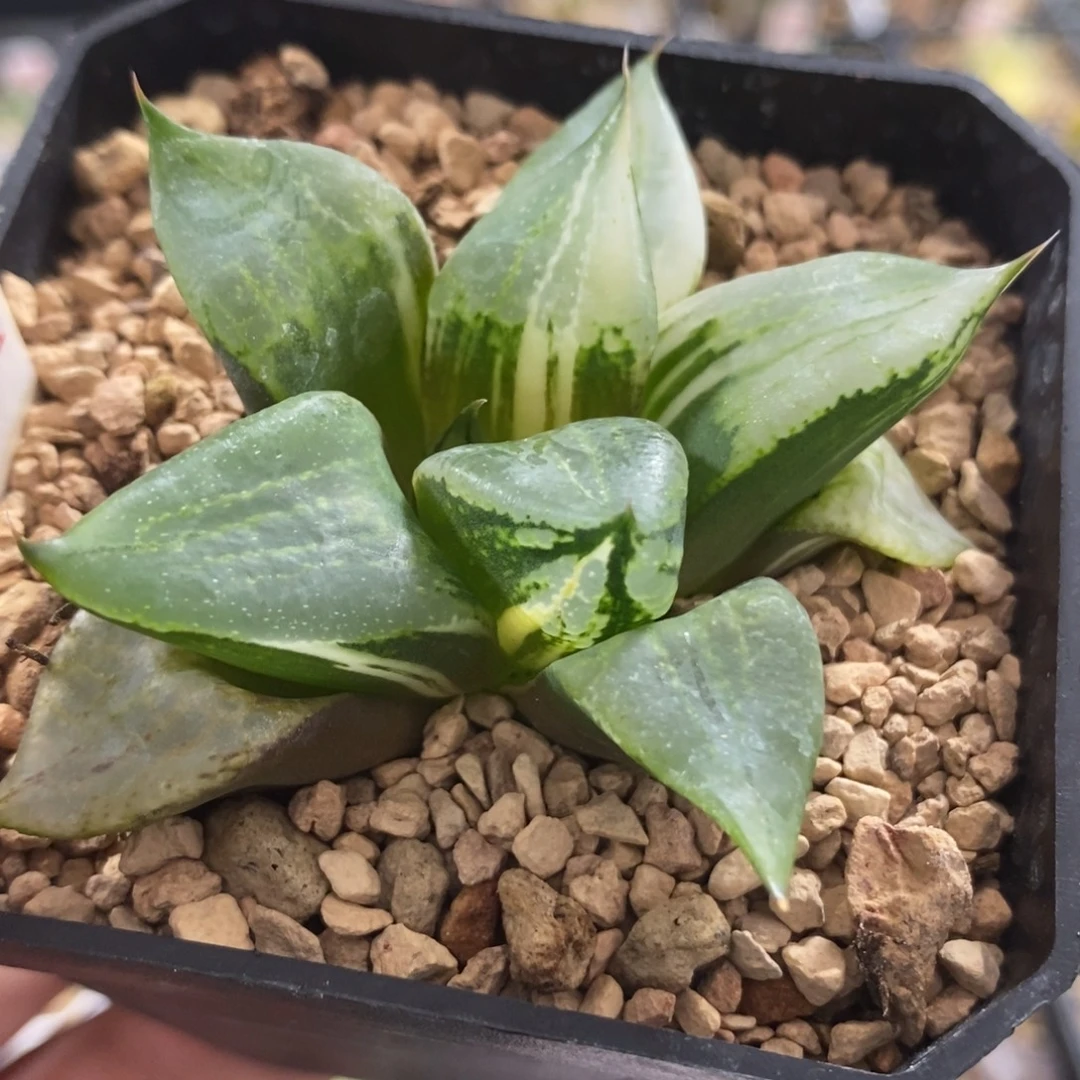 534裹般若锦一物一拍