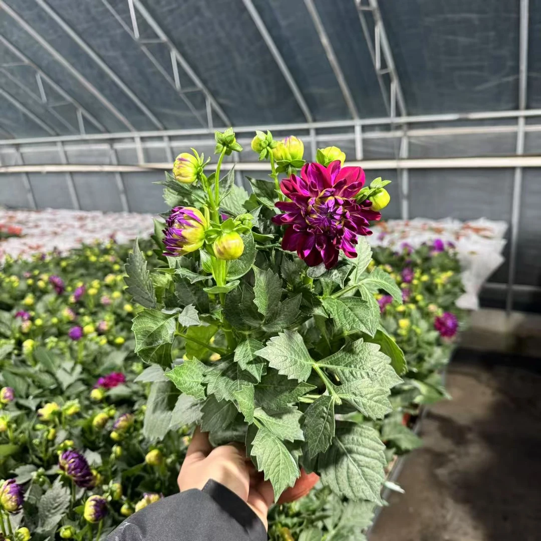 【李先生】深紫~小丽花室内观赏花带花带花苞