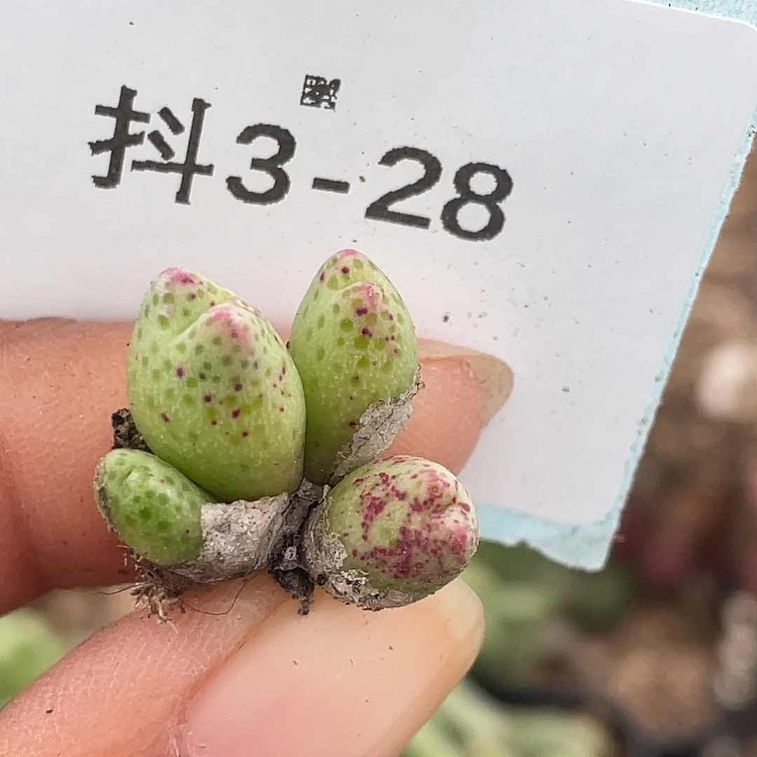 3-28草莓斑马肉锥