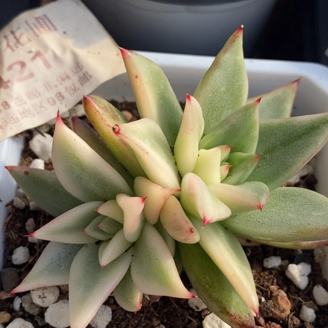 421托干玛丽亚锦双头