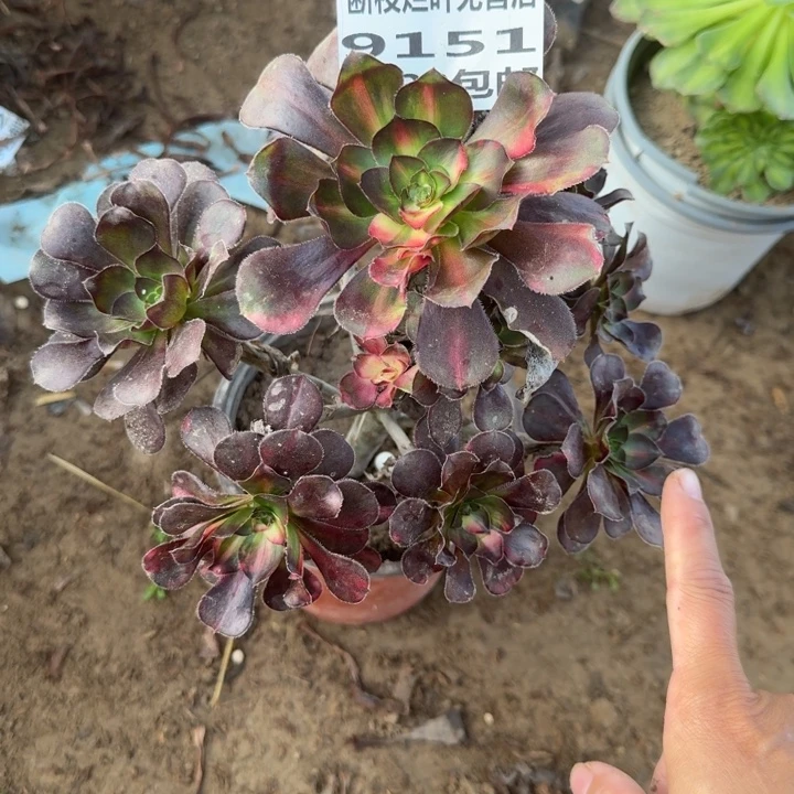 9151二号棚花蝴蝶A