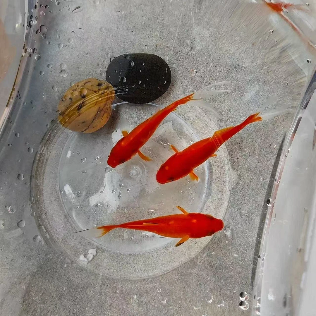 5-7厘米25条大尺寸草金鱼冷水观赏鱼新手好养耐活饲料鱼包邮