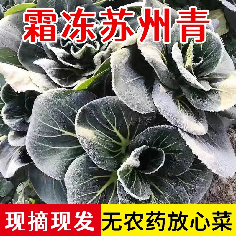 苏北青菜 上霜青菜 霜冻青菜  霜冻苏州青 时令蔬菜新鲜软糯甜