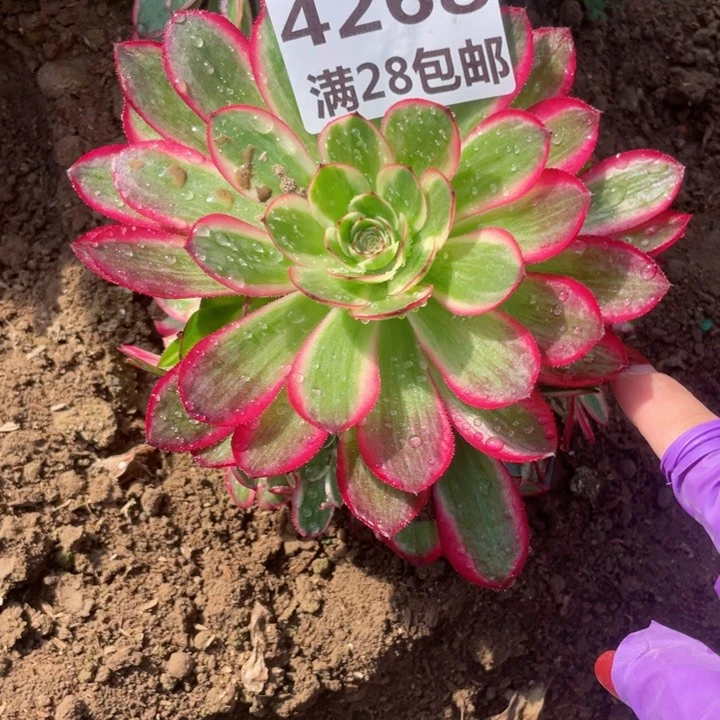 海*4268二号棚荔枝多肉O