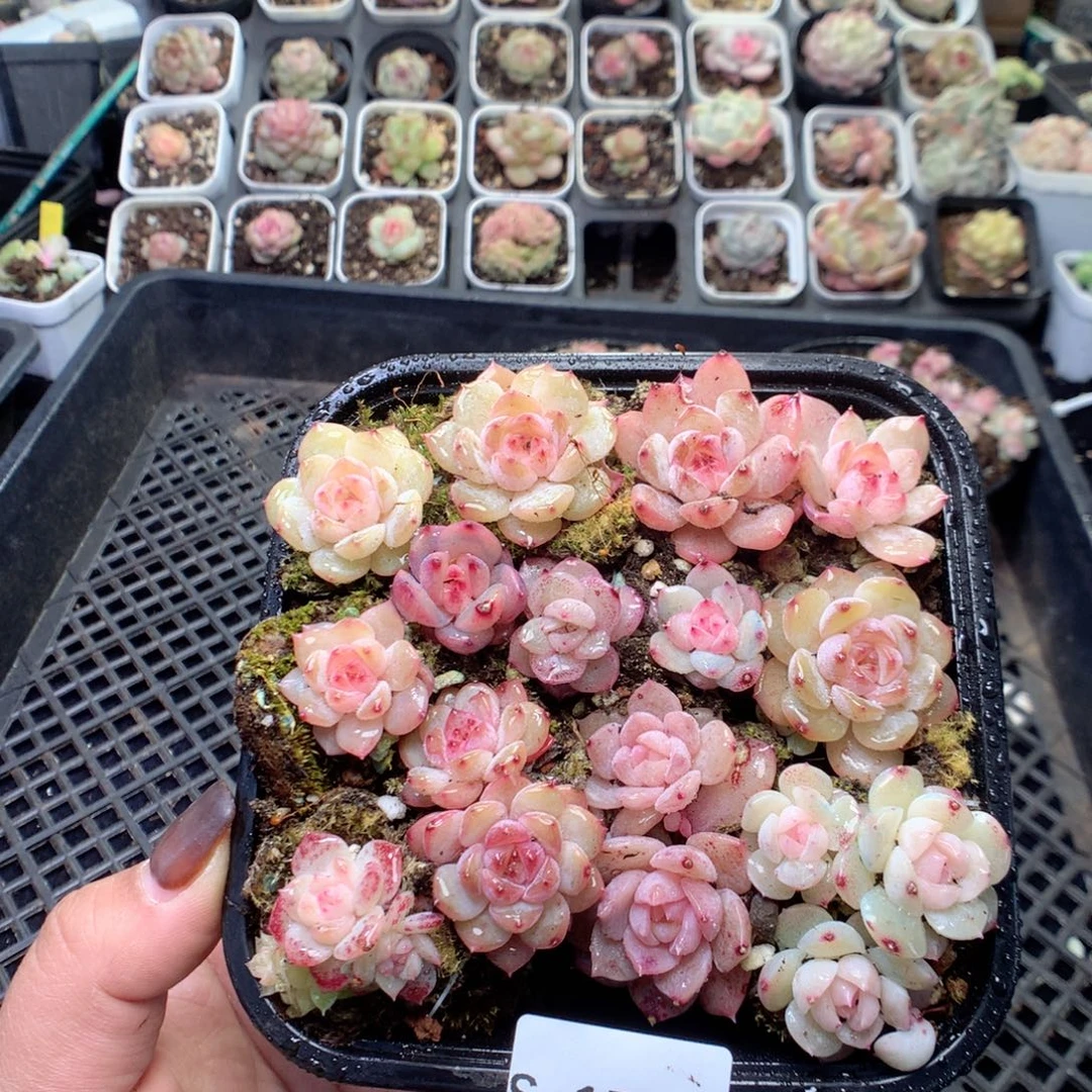 无花朵S172英语英语