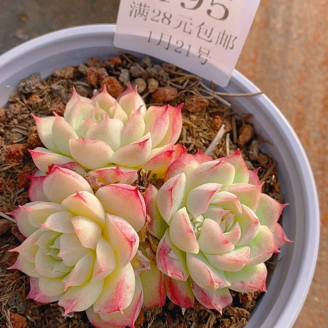 【闪购商品】云195