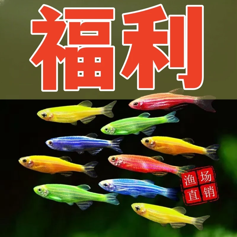 （新手练手）小斑马 皮实耐活 糖果色