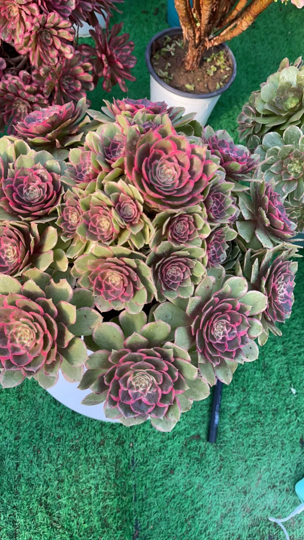 粉花妖法师多肉植物老桩阳台养