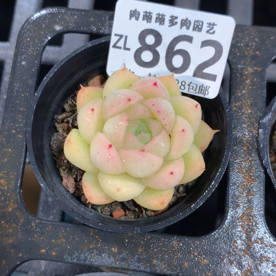 5CM拇指盆精控多肉ZL862