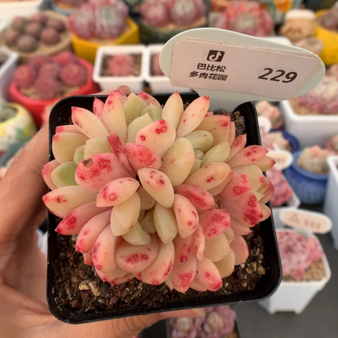 羊*咩229刚毅群多肉植物福利