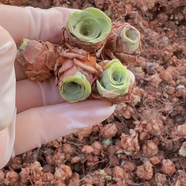 山地玫瑰1厘米很小20了