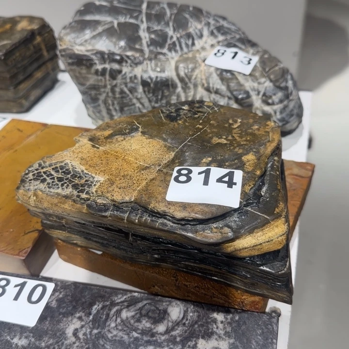 11111111林**师11111111