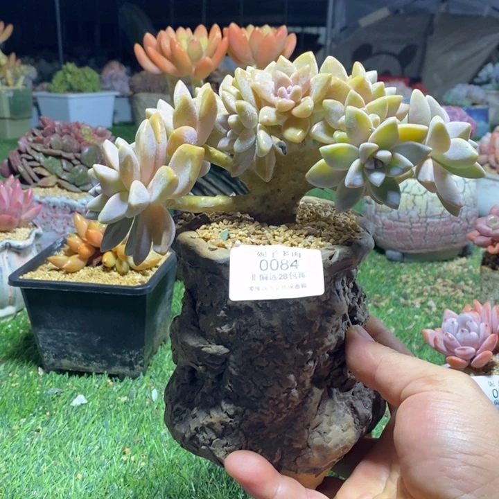 0084啊啊啊啊啊啊啊啊啊啊啊