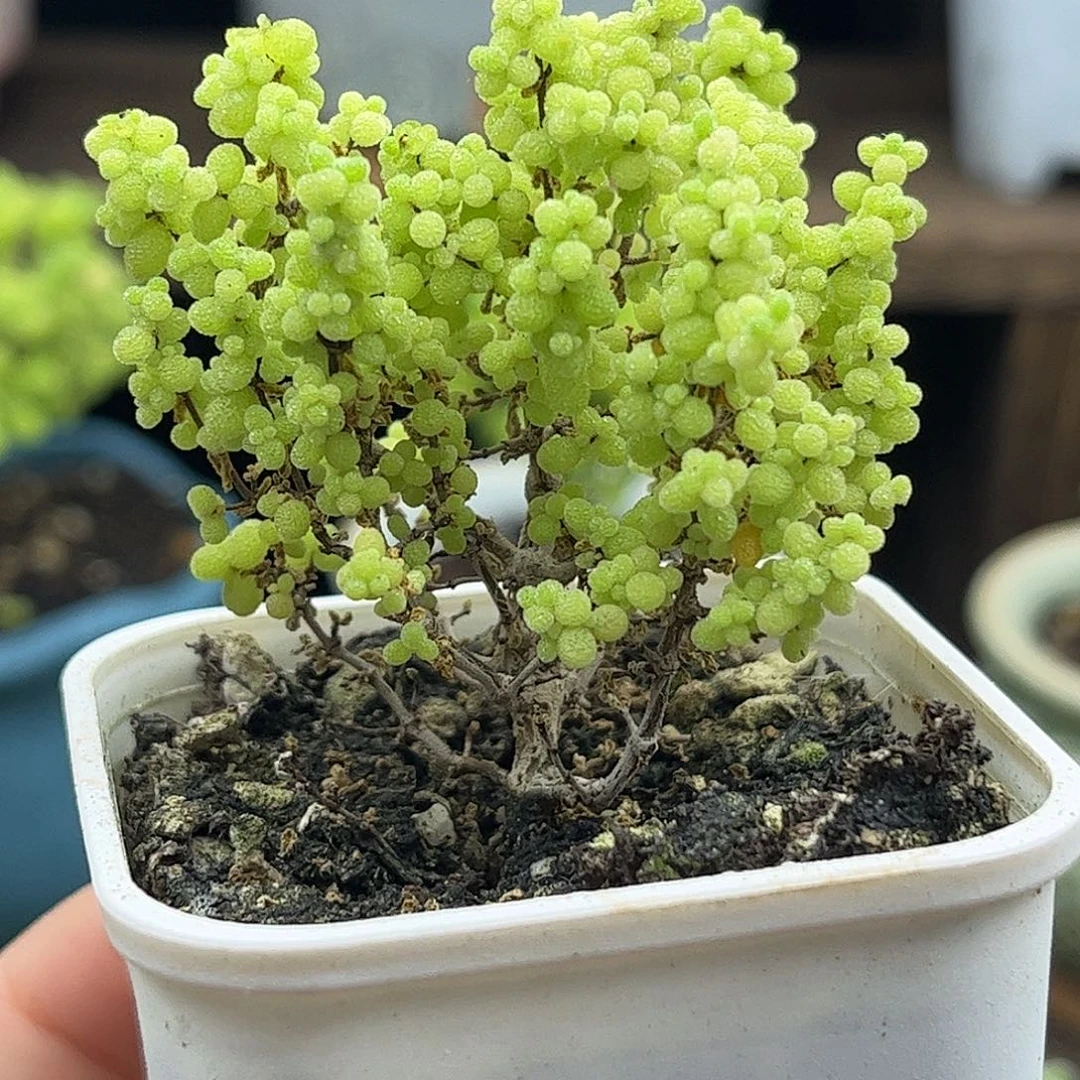 24小小米优选枝干
