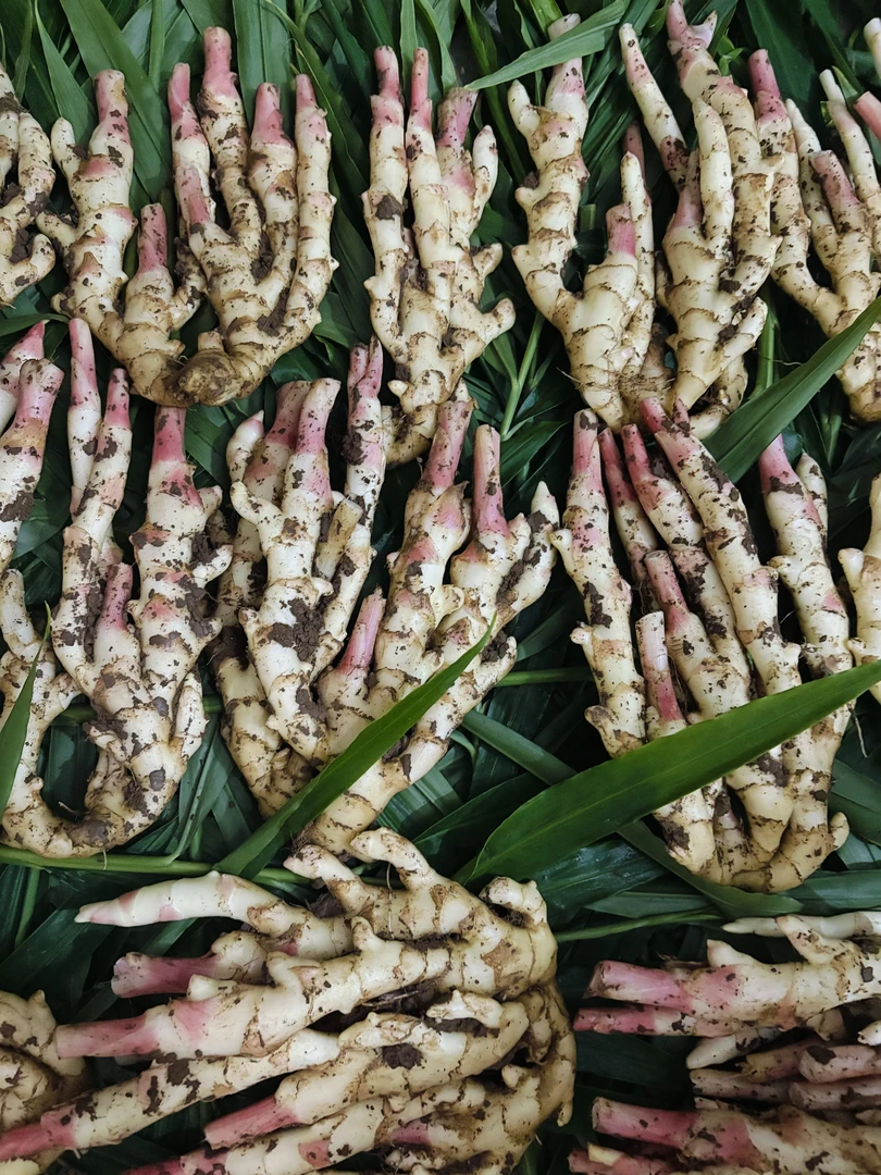 重庆梁平和林红芽嫩姜嫩子姜泡姜腌制咸菜现挖嫩姜脆嫩鲜姜