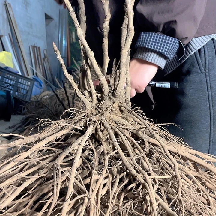 完全开放一物一拍牡丹