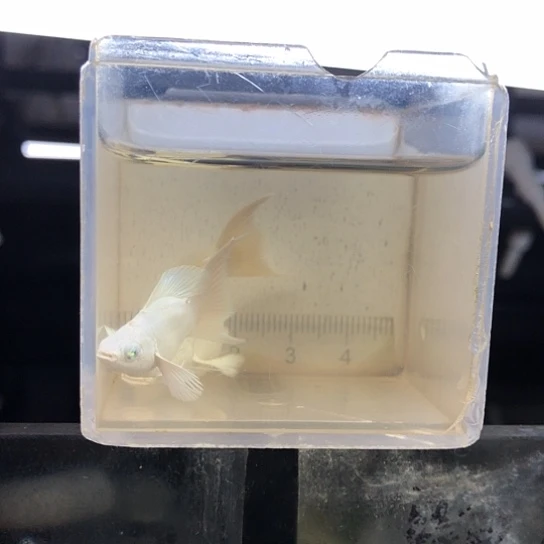 瓷白玛丽158一对