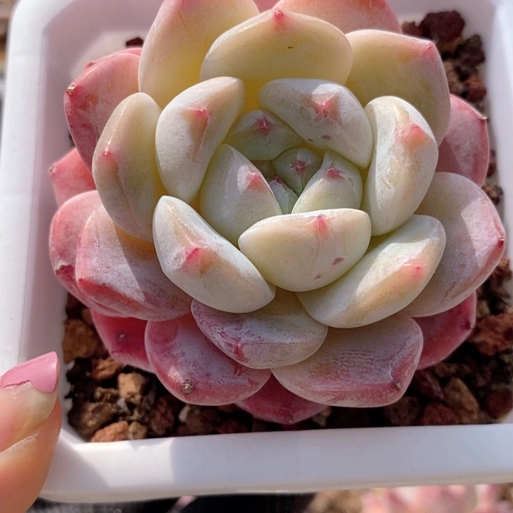 钢毅 韩货精品666