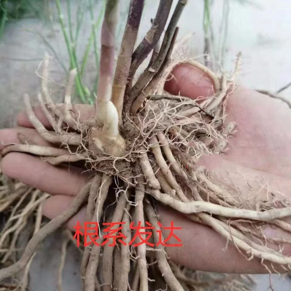 芦笋根苗+金蝉种苗多年生蔬菜四季可种适合庭院种植