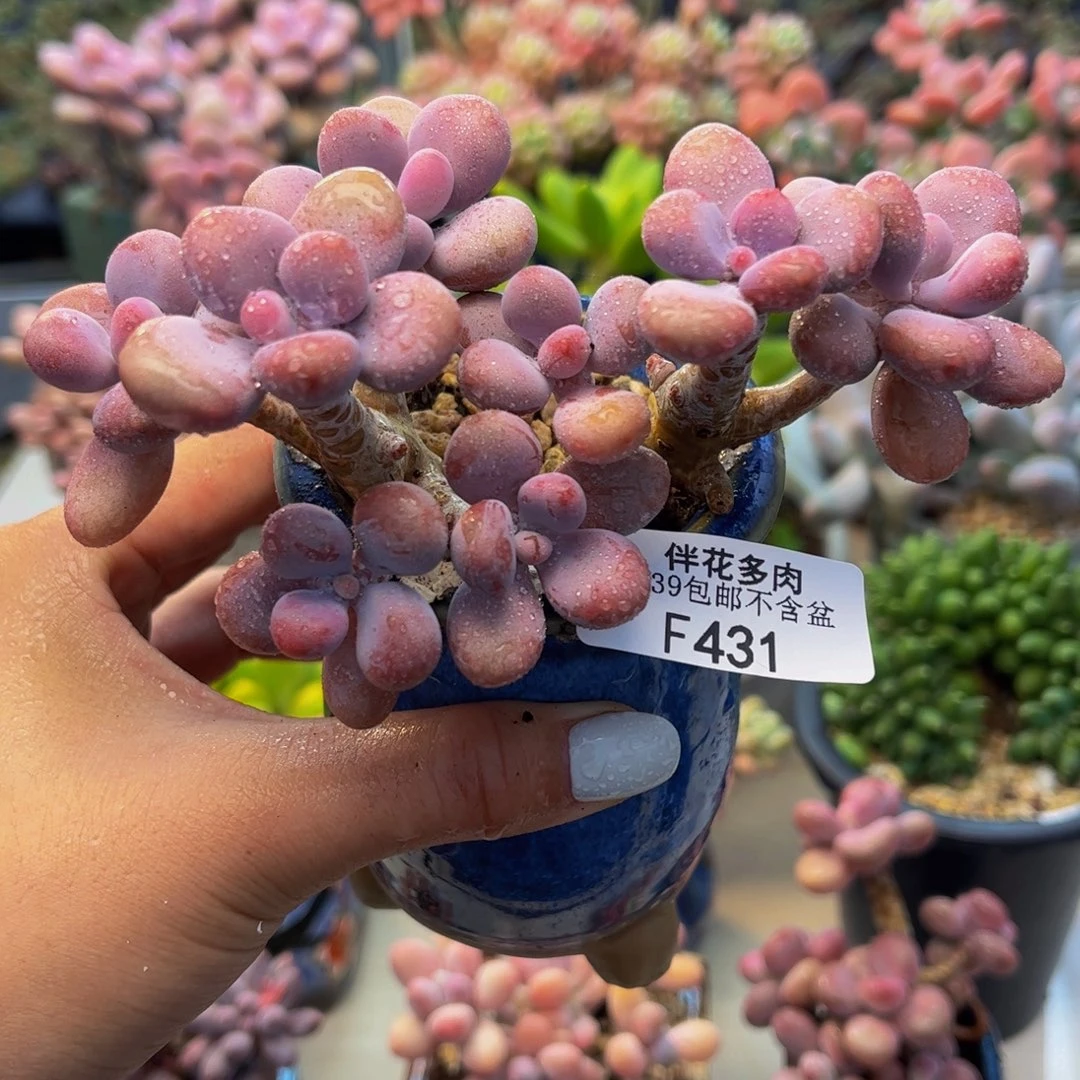 431-桃蛋树多肉10cm有短枝