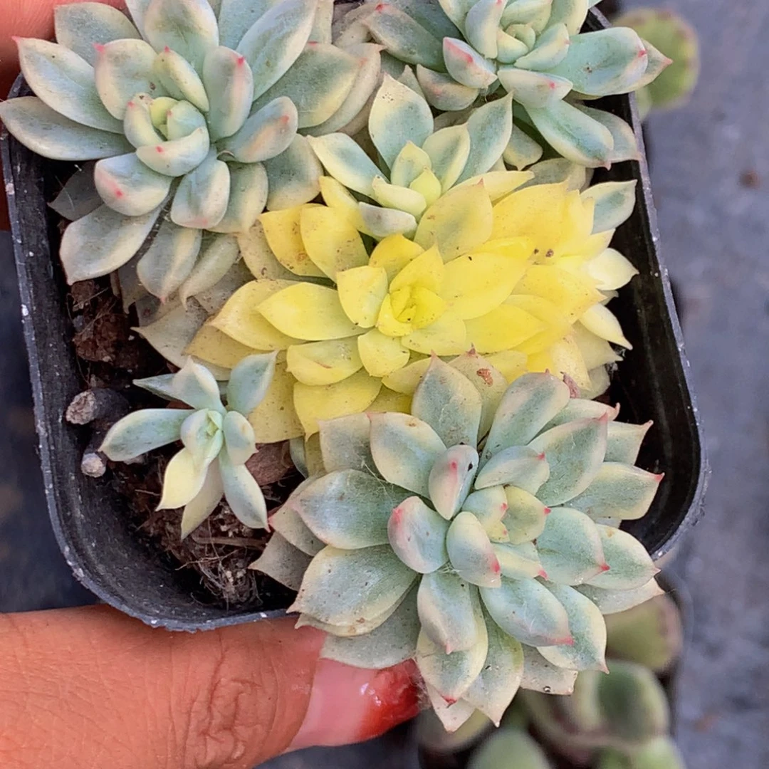 女雏锦  （满9.99包邮不满9.99发叶子）