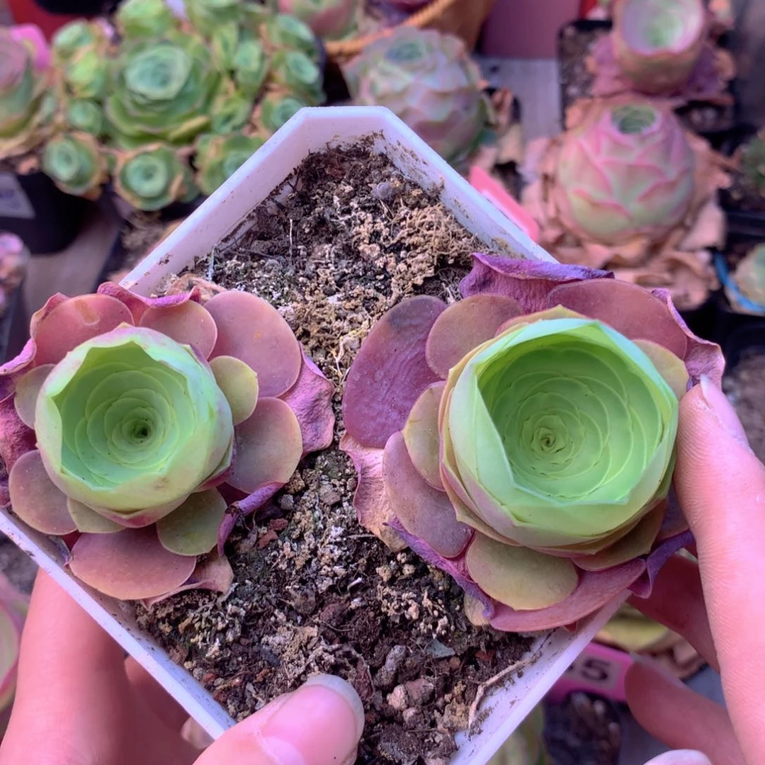 一物一拍瑶姬005