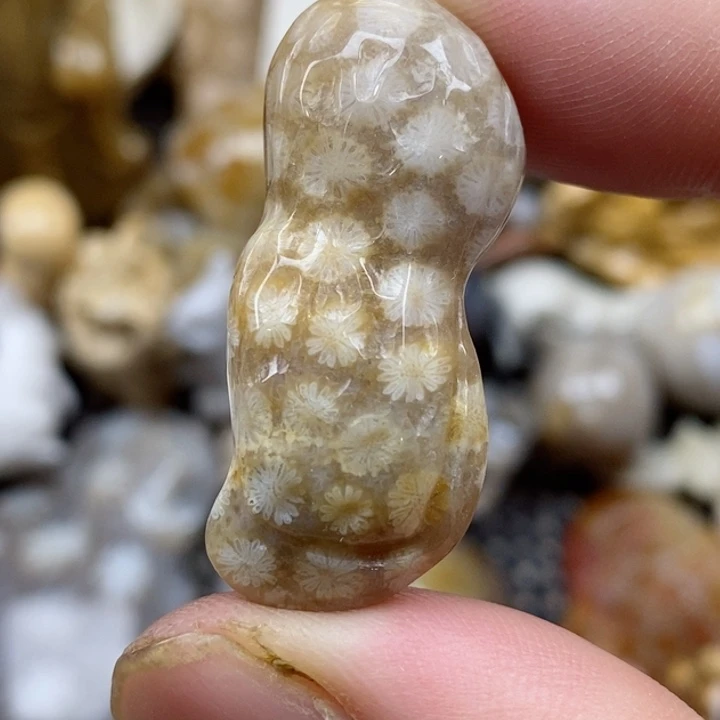 颈饰未镶嵌硅化珊瑚（珊瑚玉）