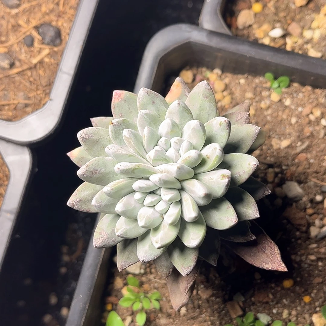 瑶****猫法姆老桩多头群生