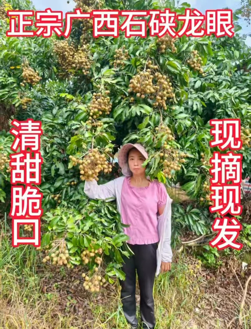 广西石硖龙眼老树自然成熟清甜多汁肉厚饱满新鲜现摘现发应季水果