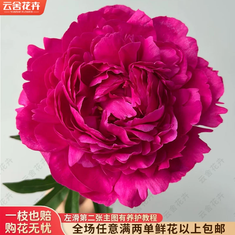 【云舍花卉】【红富士】芍药 全场任意满两单及以上鲜花包邮发货