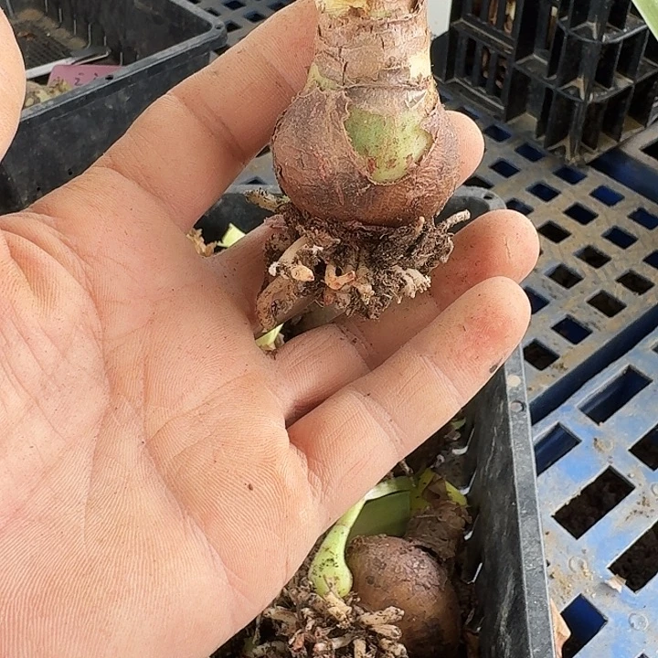 霓见星朱顶红一棵3.5