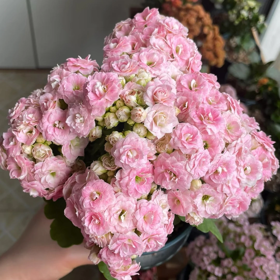 (克拉拉)长寿花110盆花苞状态发货